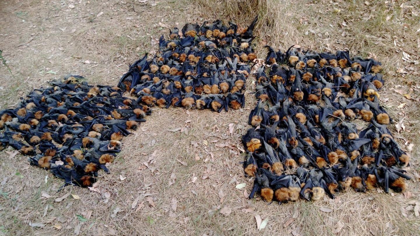 Εκατοντάδες νυχτερίδες νεκρές λόγω καύσωνα – “Βράζει” ο εγκέφαλός τους – ΦΩΤΟ