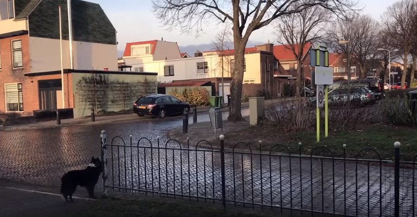 Σου, η απίθανη σκυλίτσα που λατρεύει να παίζει μπάλα με τους περαστικούς – ΒΙΝΤΕΟ