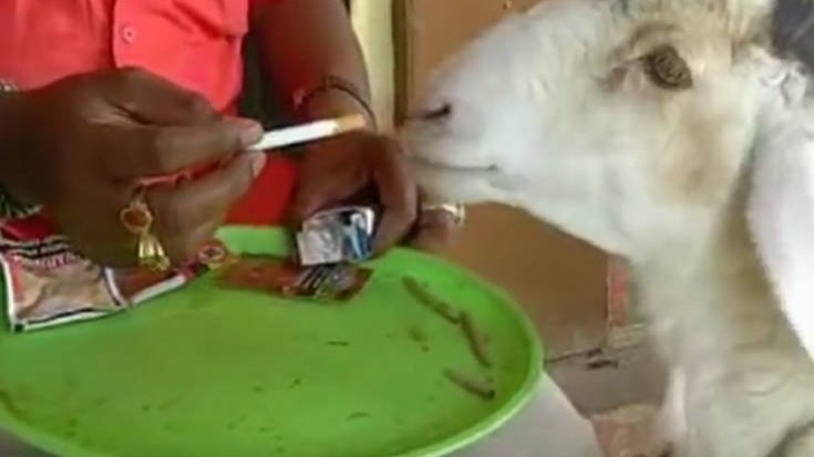 Δείτε το αρνί που προτιμά να καπνίζει πάρα να μασάει – ΒΙΝΤΕΟ