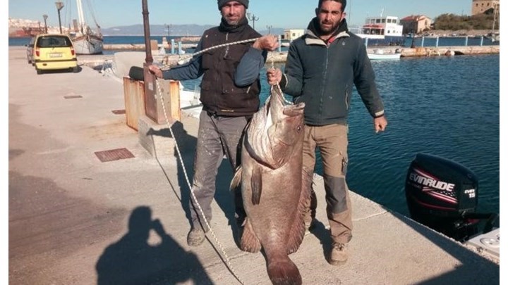Η ψαριά της χρονιάς – Έβγαλαν σφυρίδα 63 κιλών! – ΦΩΤΟ ΚΑΙ ΒΙΝΤΕΟ