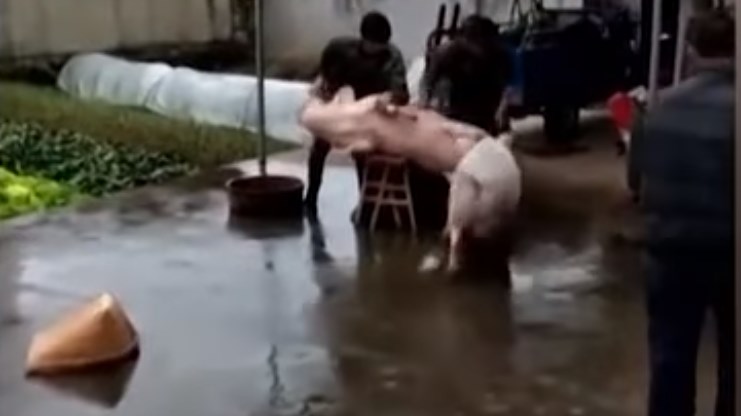 Ηρωικό γουρούνακι προσπαθεί να σώσει τον “φίλο” του από τη σφαγή – ΒΙΝΤΕΟ
