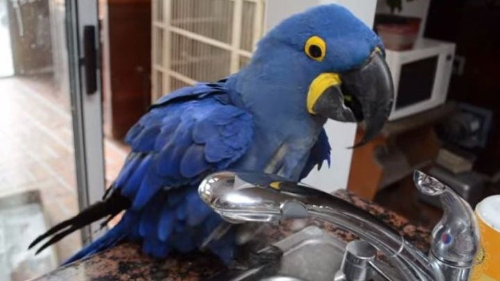 Ο παπαγάλος που λατρεύει το ντους στον νεροχύτη – ΒΙΝΤΕΟ