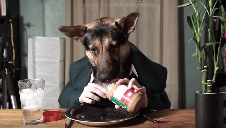 Ο κοστουμάτος… σκύλος και το φυστικοβούτυρο – Αστείο ΒΙΝΤΕΟ