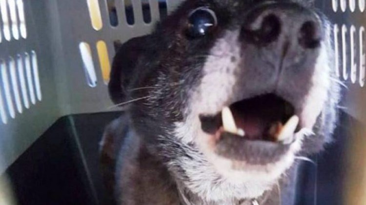 Το συγκινητικό πείσμα μιας 97χρονης να μην εγκαταλείψει τον πιο πιστό της φίλο