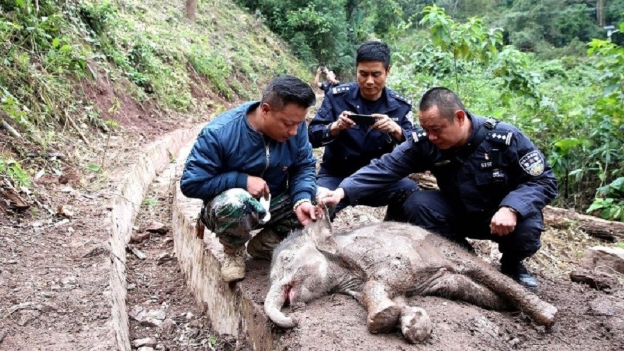 Διέσωσαν παγιδευμένο ελεφαντάκι που είχε πέσει από ύψος 60 μέτρων – ΒΙΝΤΕΟ