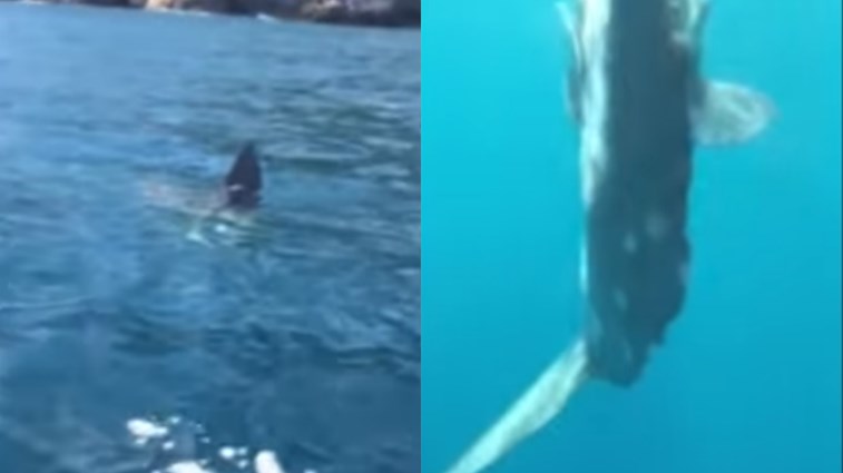 Ζάκυνθος: Ήρθαν τετ α τετ με γιγάντιο ψάρι του Ατλαντικού – ΒΙΝΤΕΟ