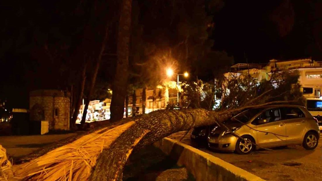 Θυελλώδεις άνεμοι ξερίζωσαν δέντρα στο Ναύπλιο – ΦΩΤΟ ΚΑΙ ΒΙΝΤΕΟ