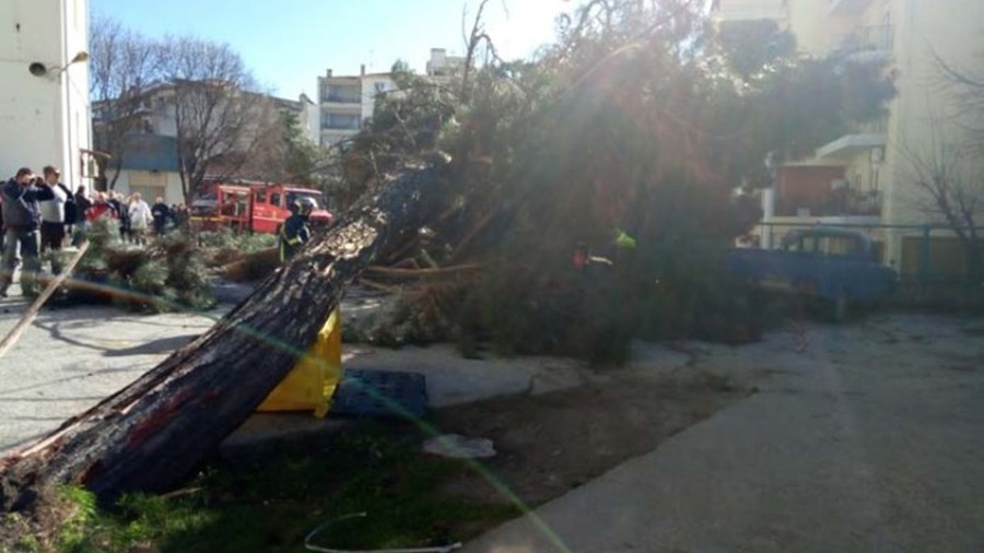Δέντρο έπεσε σε αυτοκίνητα στο προαύλιο του Γενικού Νοσοκομείου Λάρισας – ΦΩΤΟ – ΒΙΝΤΕΟ