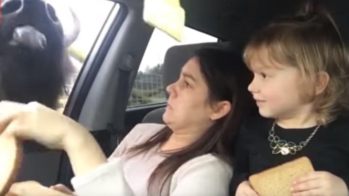 Οικογένεια προσπάθησε να ταϊσει… ένα κοπάδι βουβαλιών – Δείτε τι συνέβη – ΒΙΝΤΕΟ