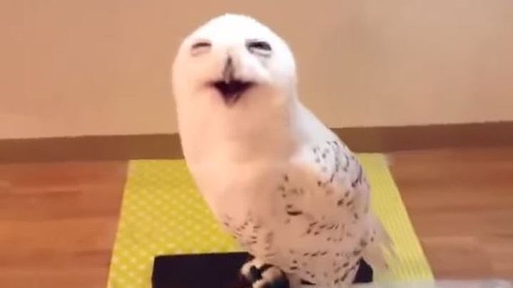 Απίθανη κουκουβάγια: Κάθε φορά που θα βλέπετε αυτό το βίντεο θα γελάτε – ΒΙΝΤΕΟ