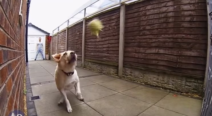 Όταν οι σκύλοι την πατάνε – Ξεκαρδιστικό ΒΙΝΤΕΟ