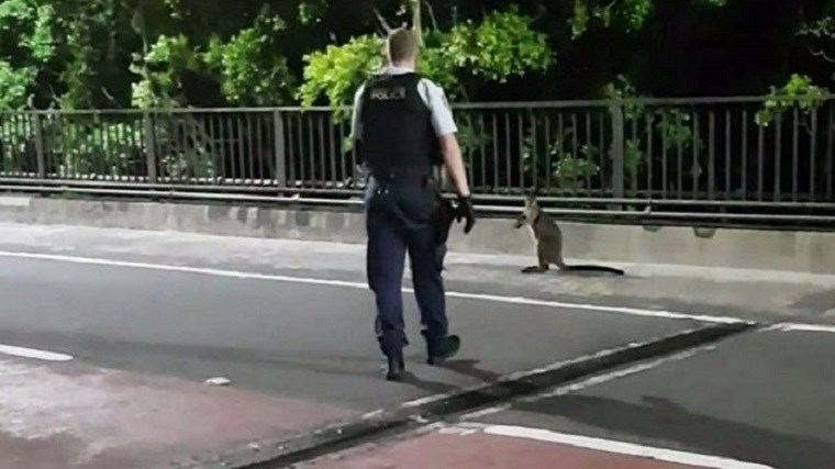 Καγκουρό έκοβε βόλτες σε κεντρική λεωφόρο του Σίδνεϊ – ΒΙΝΤΕΟ