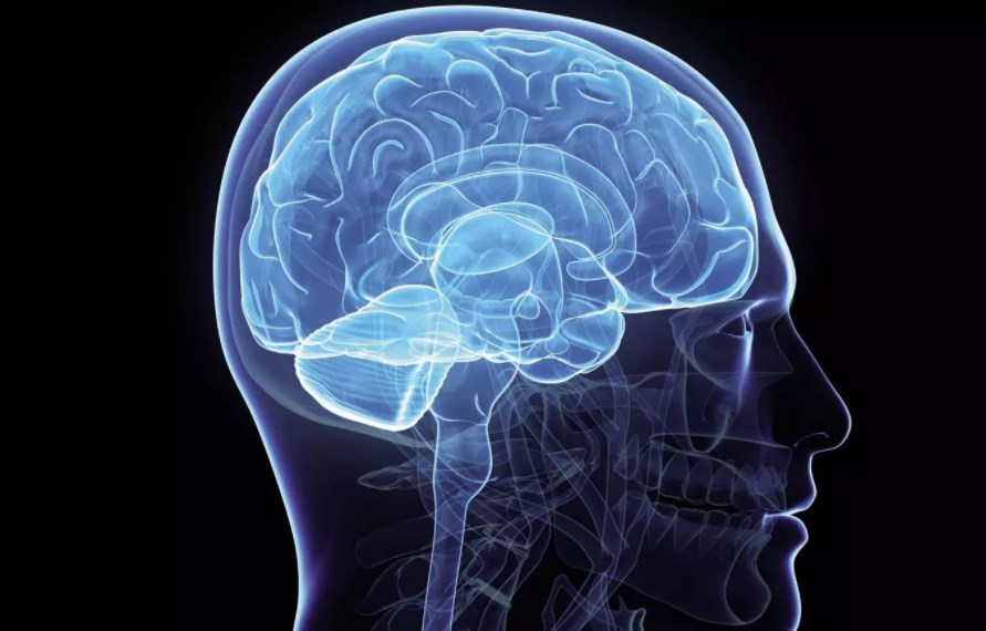 Τεστ: Ποιο από τα δυο μέρη του εγκεφάλου σας είναι κυρίαρχο;