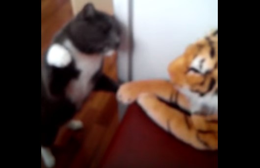Απίθανη γάτα… μποξέρ κατατροπώνει μια “τίγρη” – ΒΙΝΤΕΟ