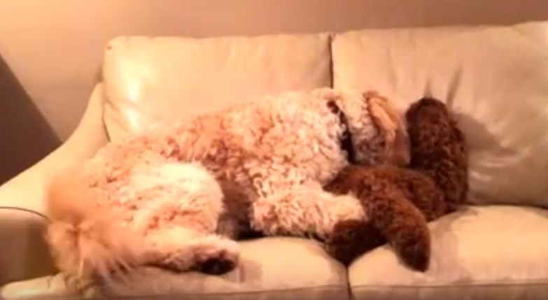 Σκύλος-ιππότης παρηγορεί τη φίλη του που βλέπει εφιάλτη – ΒΙΝΤΕΟ