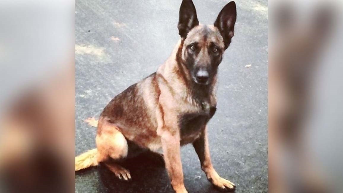 Καταζητούμενος δάγκωσε… σκύλο της αστυνομίας και συνελήφθη