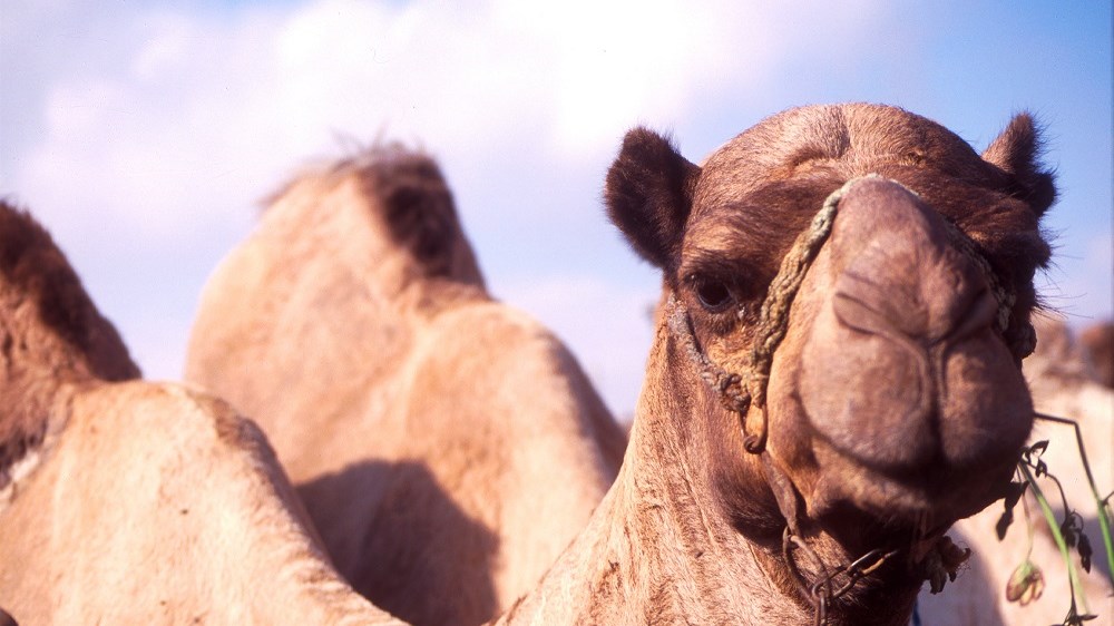 Δώδεκα καμήλες αποκλείστηκαν από το διαγωνισμό ομορφιάς λόγω… Botox! – ΒΙΝΤΕΟ