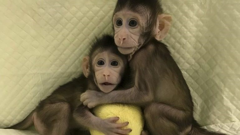 Ιστορικό επιστημονικό επίτευγμα: Κλωνοποίησαν μαϊμού
