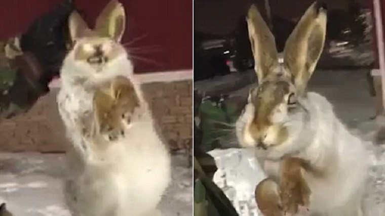 Τα ζώα πάγωσαν… εν κινήσει στο Καζακστάν- Στους -56 η θερμοκρασία- ΒΙΝΤΕΟ