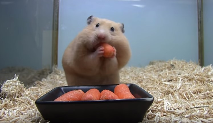 Δείτε τι πάει να πει πείνα… – ΒΙΝΤΕΟ