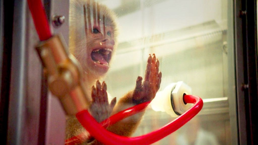 Αποκάλυψη σοκ: Χρησιμοποιούσαν ανθρώπους ως πειραματόζωα για τις εξατμίσεις των αυτοκινήτων