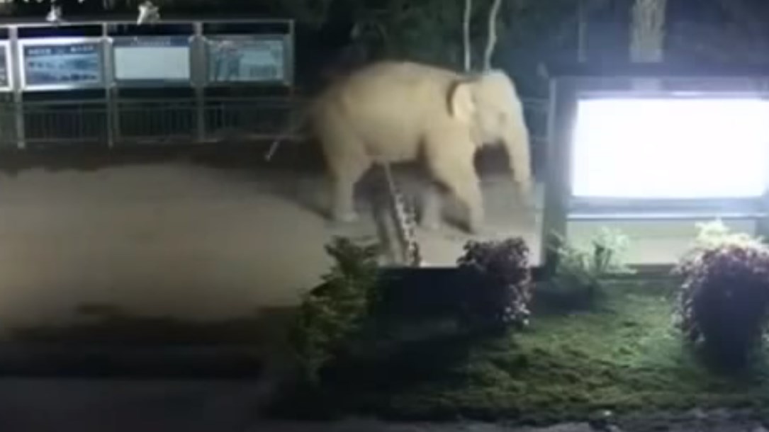 Ελέφαντας άλλαξε… χώρα, διασχίζοντας με το έτσι θέλω, τα σύνορα Κίνας – Λάος- ΒΙΝΤΕΟ