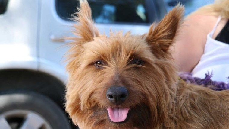 Ο Ράστι ο σκύλος… έγινε viral! Το τεριέ που έκανε ένα ταξίδι 1500 χιλιομέτρων με… ωτοστόπ- ΒΙΝΤΕΟ