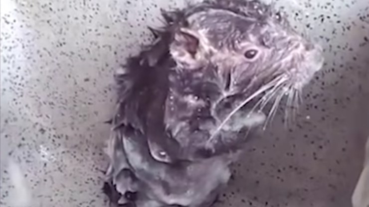 Αυτός ο αρουραίος κάνει μόνος του μπάνιο και γίνεται viral – ΒΙΝΤΕΟ