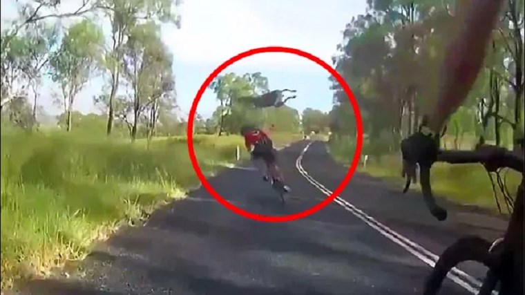Οι δυσκολίες ενός ποδηλάτη στην Αυστραλία… Το καγκουρό έχει πάντα προτεραιότητα!- ΒΙΝΤΕΟ