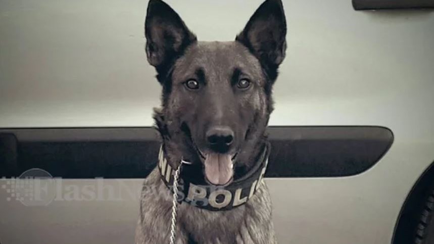 Μίσα: Το λαγωνικό του Λιμενικού που ανακάλυψε ναρκωτικά αξίας 70 εκατομμυρίων ευρώ