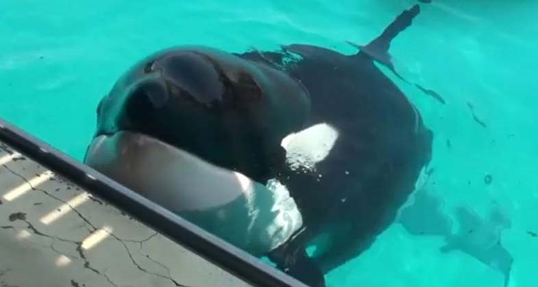 Αυτή είναι η πρώτη όρκα που… μιλάει- ΒΙΝΤΕΟ