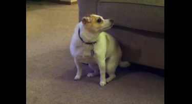 Ο απίθανος σκύλος που χορεύει Eminem – ΒΙΝΤΕΟ