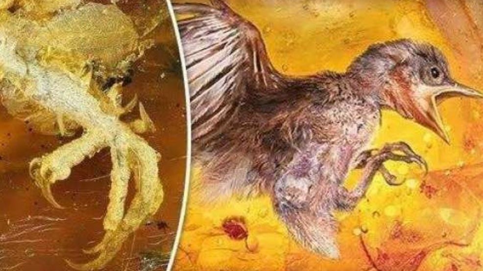 Ανακαλύφθηκε προϊστορικό πουλί παγιδευμένο μέσα σε κεχριμπάρι