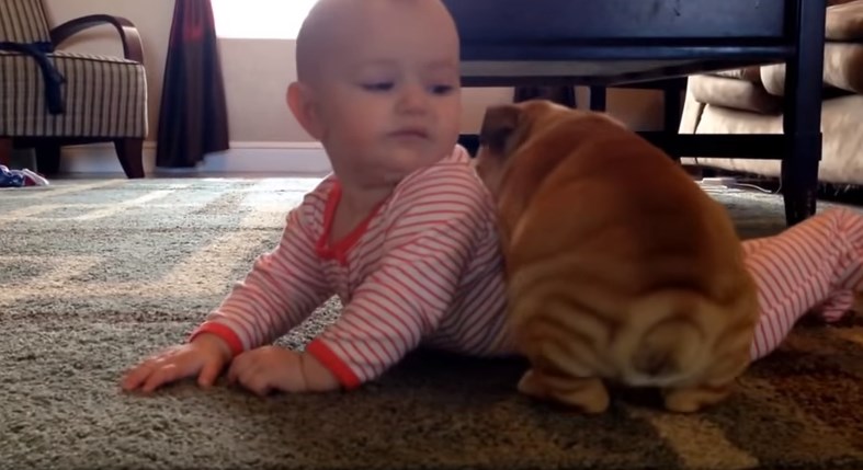Γλυκύτατο κουταβάκι μπουλντόγκ φιλάει ένα μωράκι – ΒΙΝΤΕΟ