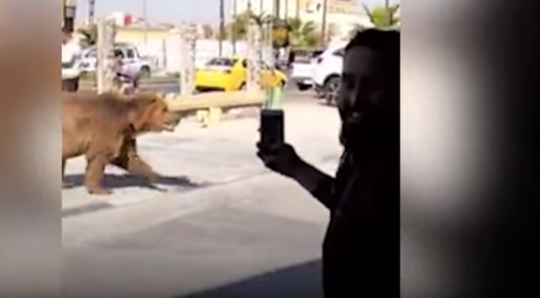 Η αρκούδα… το έσκασε! – ΒΙΝΤΕΟ