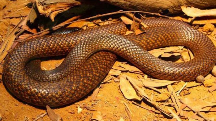 Έγκυος πέθανε από δάγκωμα φιδιού – Οι γιατροί δεν μπόρεσαν να σώσουν ούτε το αγέννητο παιδί της – ΦΩΤΟ