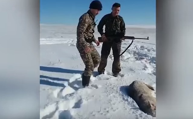 Κυνηγοί κλωτσούν τον λύκο νομίζοντας ότι τον σκότωσαν – Δείτε τι συμβαίνει μετά… – ΒΙΝΤΕΟ