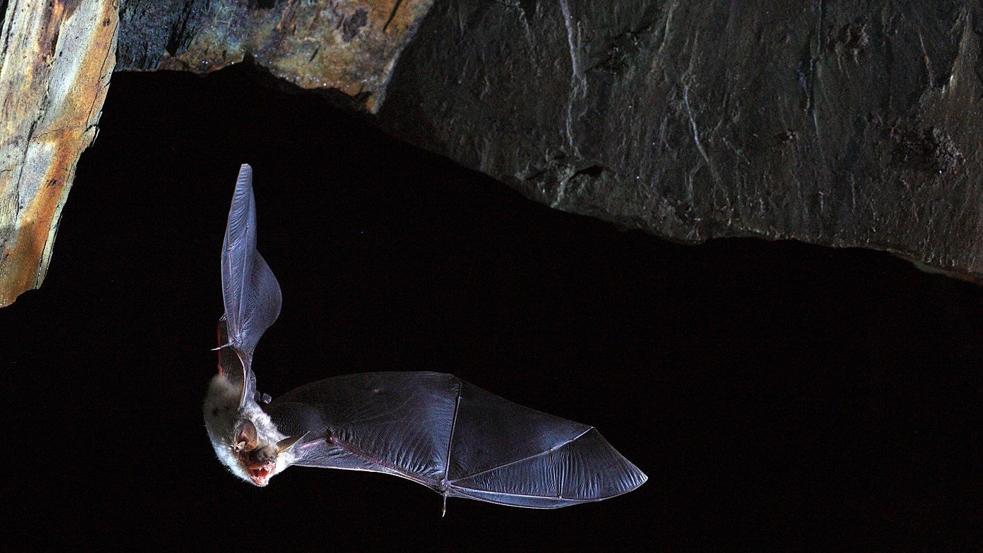 Επιστήμονες ψάχνουν το μυστικό της μακροζωίας… στις νυχτερίδες