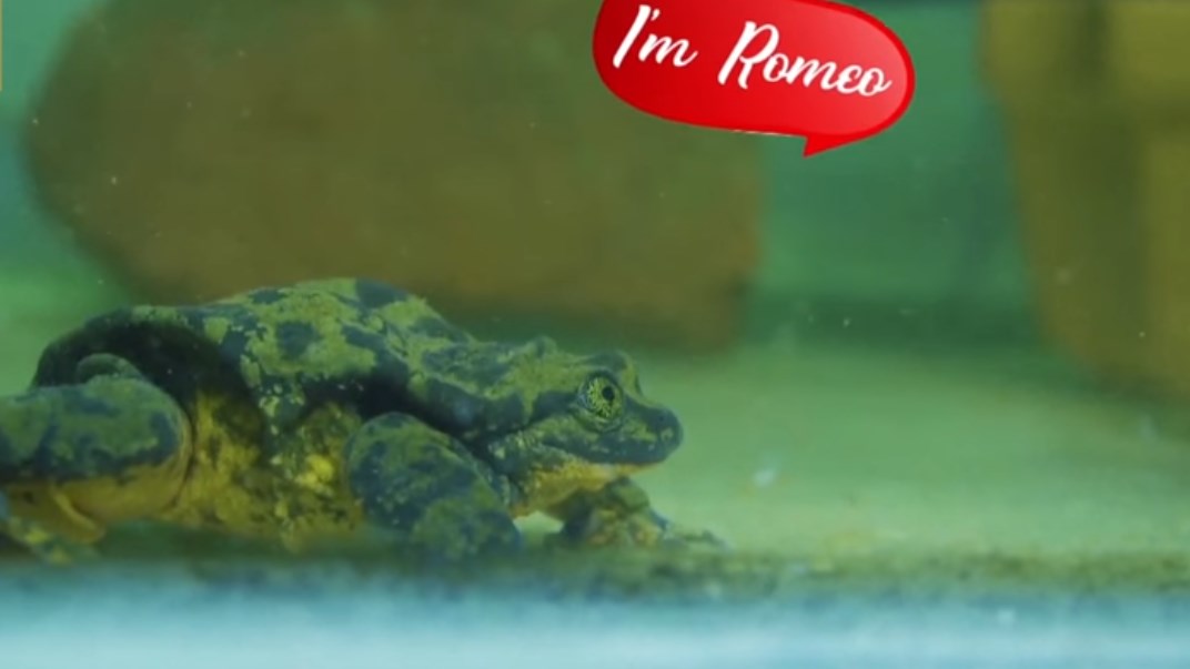 Ο πιο «μοναχικός βάτραχος» του κόσμου αναζητά… την αγάπη – ΒΙΝΤΕΟ
