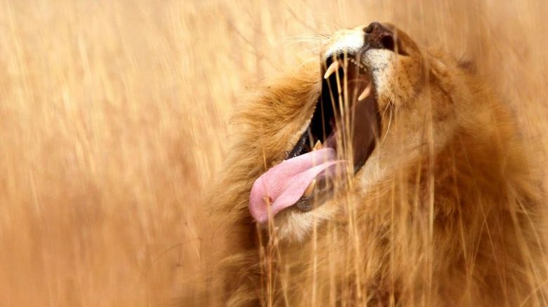 Λιοντάρια κατασπάραξαν λαθροκυνηγό