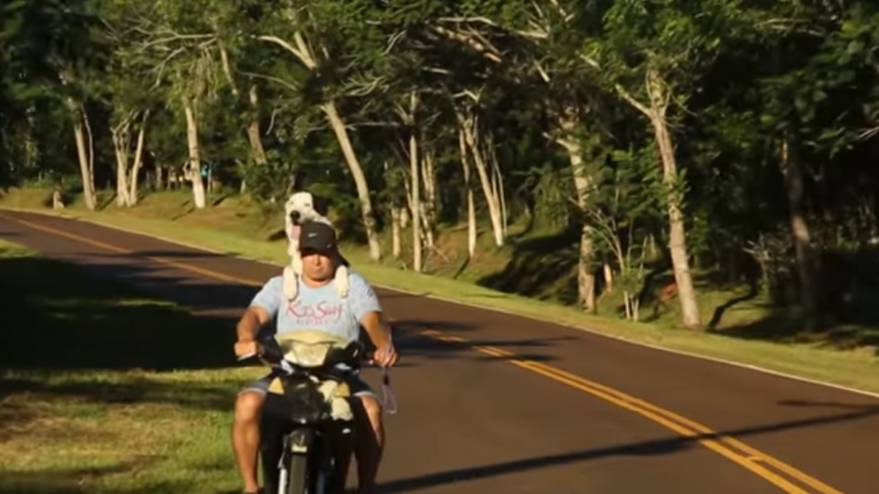 Ο σκύλος… easy rider που λατρεύει την ταχύτητα! – ΒΙΝΤΕΟ