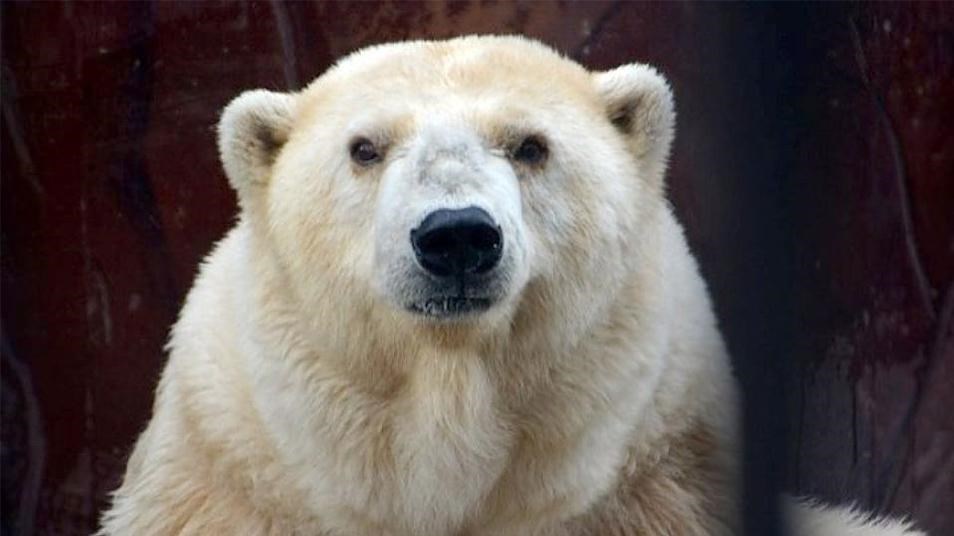 Αντίο Αμντέρμα…Πέθανε η γηραιότερη λευκή αρκούδα της Ρωσίας – ΒΙΝΤΕΟ