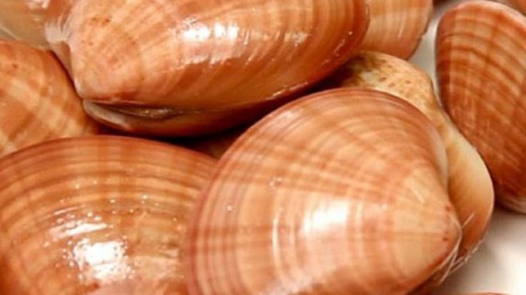 Δεσμεύτηκαν 104 κιλά όστρακα ενόψει Καθαράς Δευτέρας