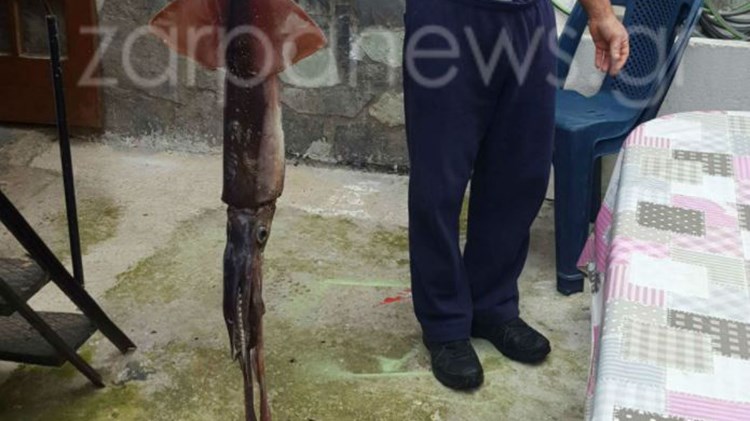 Καλαμάρι – γίγαντα έπιασε ψαράς στην Κρήτη – ΦΩΤΟ