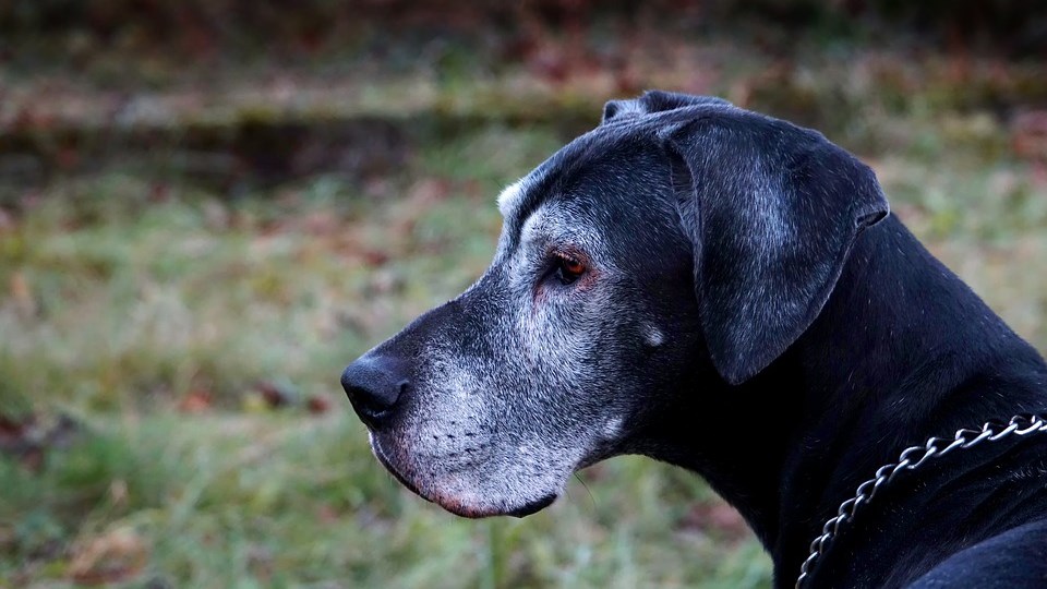 Παραδειγματική τιμωρία σε 47χρονο που σκότωσε τον σκύλο του