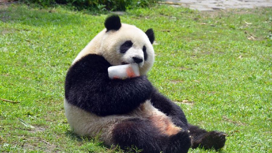 Γιγάντιο πάντα υποβλήθηκε σε τεχνητή γονιμοποίηση σε ζωολογικό κήπο της Ταϊβάν