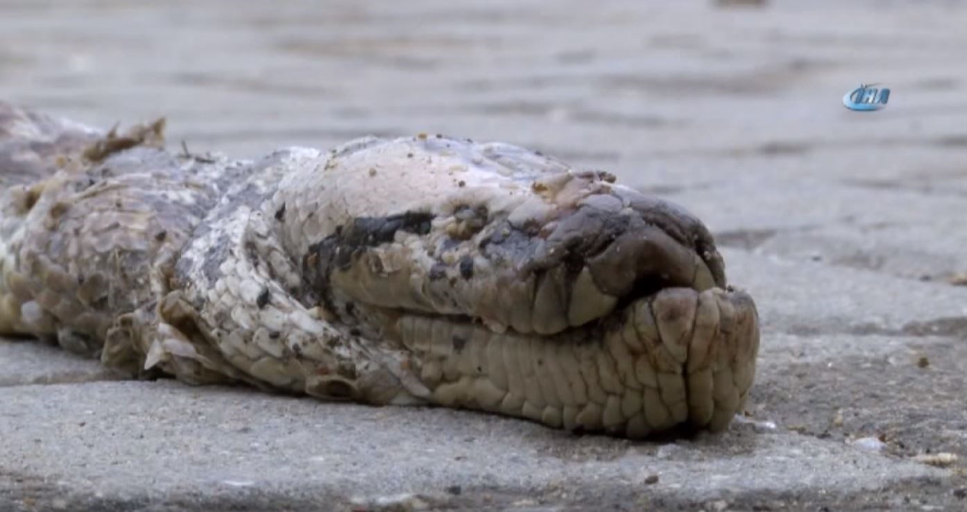 Φίδι αλά… Χάρι Πότερ προκάλεσε πανικό στην Τουρκία- ΒΙΝΤΕΟ