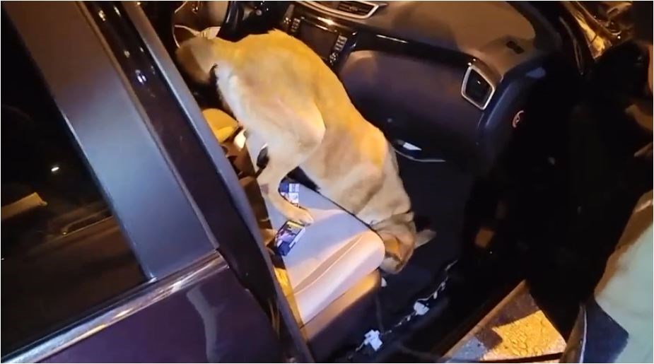 Δείτε τη στιγμή που σκύλος του Λιμενικού, ανακαλύπτει σε κρύπτη πάνω από 9 κιλά ηρωίνης- ΦΩΤΟ- ΒΙΝΤΕΟ