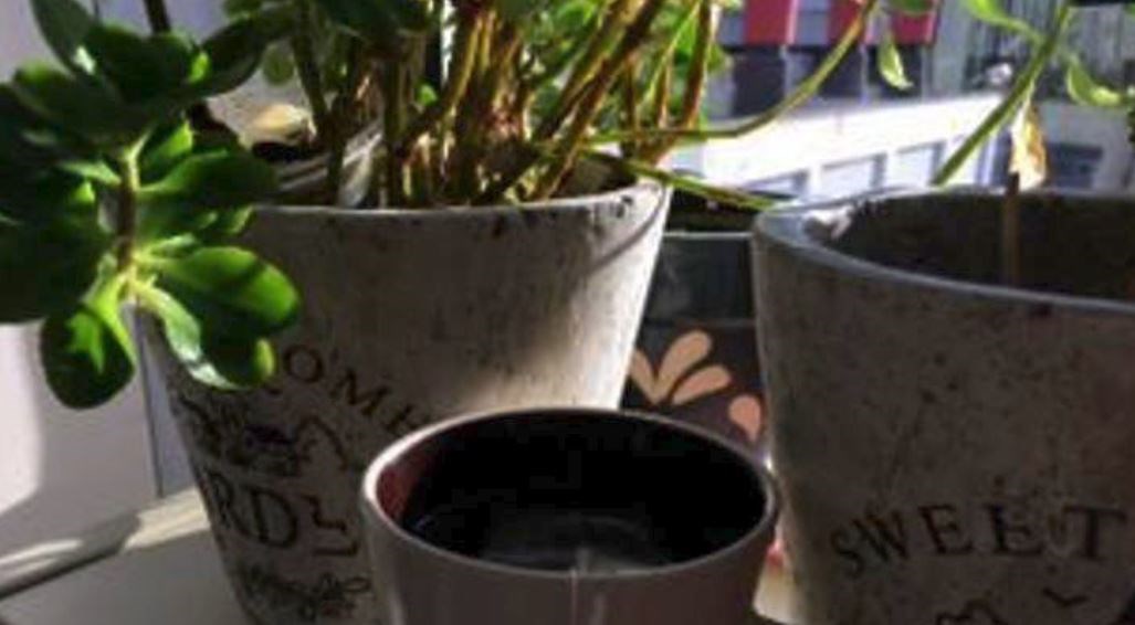 Ανατρεπτική έρευνα για το φασκόμηλο – Δείτε γιατί πρέπει να το πίνετε με μέτρο