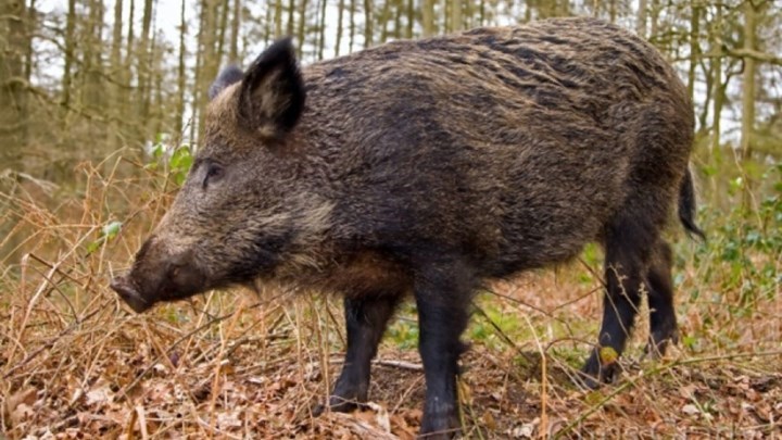 Μοτοσικλετιστής τράκαρε με… αγριογούρουνο – ΦΩΤΟ